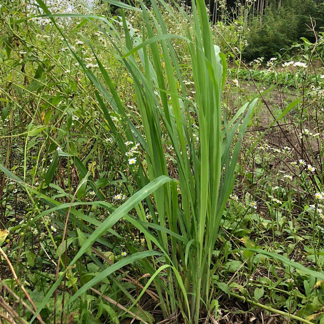 宮崎宣子さんのインスタグラム写真 - (宮崎宣子Instagram)「宮崎のハーブ🌿の先輩 上原さんに、ハーブの畑のご相談に行ってきました😊 いつも上原さんの笑顔に癒されます💕 宮崎ハーブ、私も頑張ります🌿  #ハーブ園 #ハーブ畑 #ハーブ #宮崎ハーブ #ハーバルセラピスト #宮﨑宣子 #レモングラス #ペパーミント」7月11日 19時05分 - miyazaki_nobuko