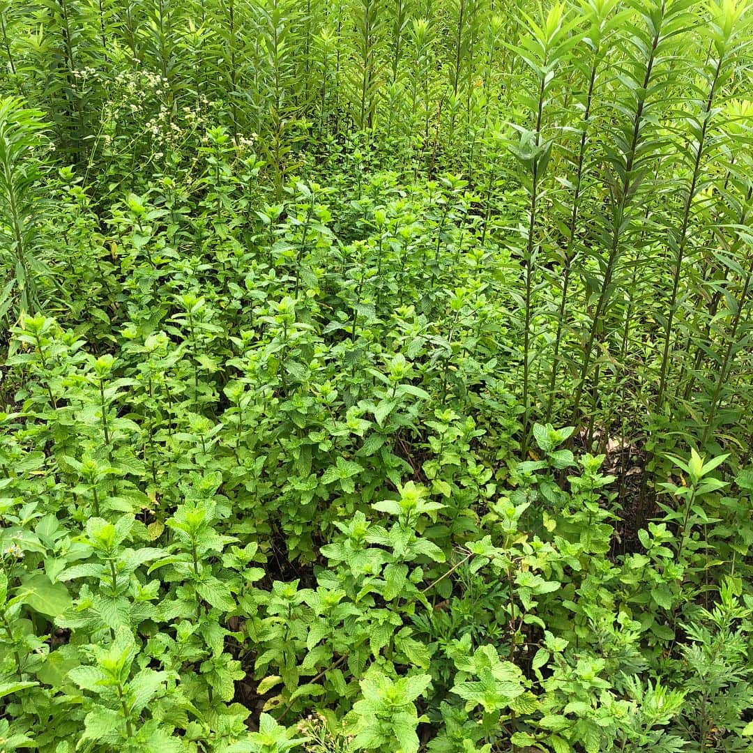 宮崎宣子さんのインスタグラム写真 - (宮崎宣子Instagram)「宮崎のハーブ🌿の先輩 上原さんに、ハーブの畑のご相談に行ってきました😊 いつも上原さんの笑顔に癒されます💕 宮崎ハーブ、私も頑張ります🌿  #ハーブ園 #ハーブ畑 #ハーブ #宮崎ハーブ #ハーバルセラピスト #宮﨑宣子 #レモングラス #ペパーミント」7月11日 19時05分 - miyazaki_nobuko