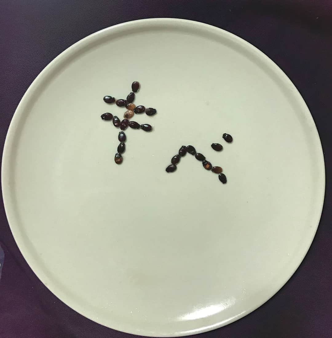 木部さんさんのインスタグラム写真 - (木部さんInstagram)「地元のスーパーでスイカが安かったので、買って食べました！🍉🍉🍉 #スイカ🍉 #すいか🍉 #夏の始まり #もぐもぐタイム😋 #スイカの種 #watermelon🍉 #summeriscoming」7月12日 7時25分 - kibe_dayo