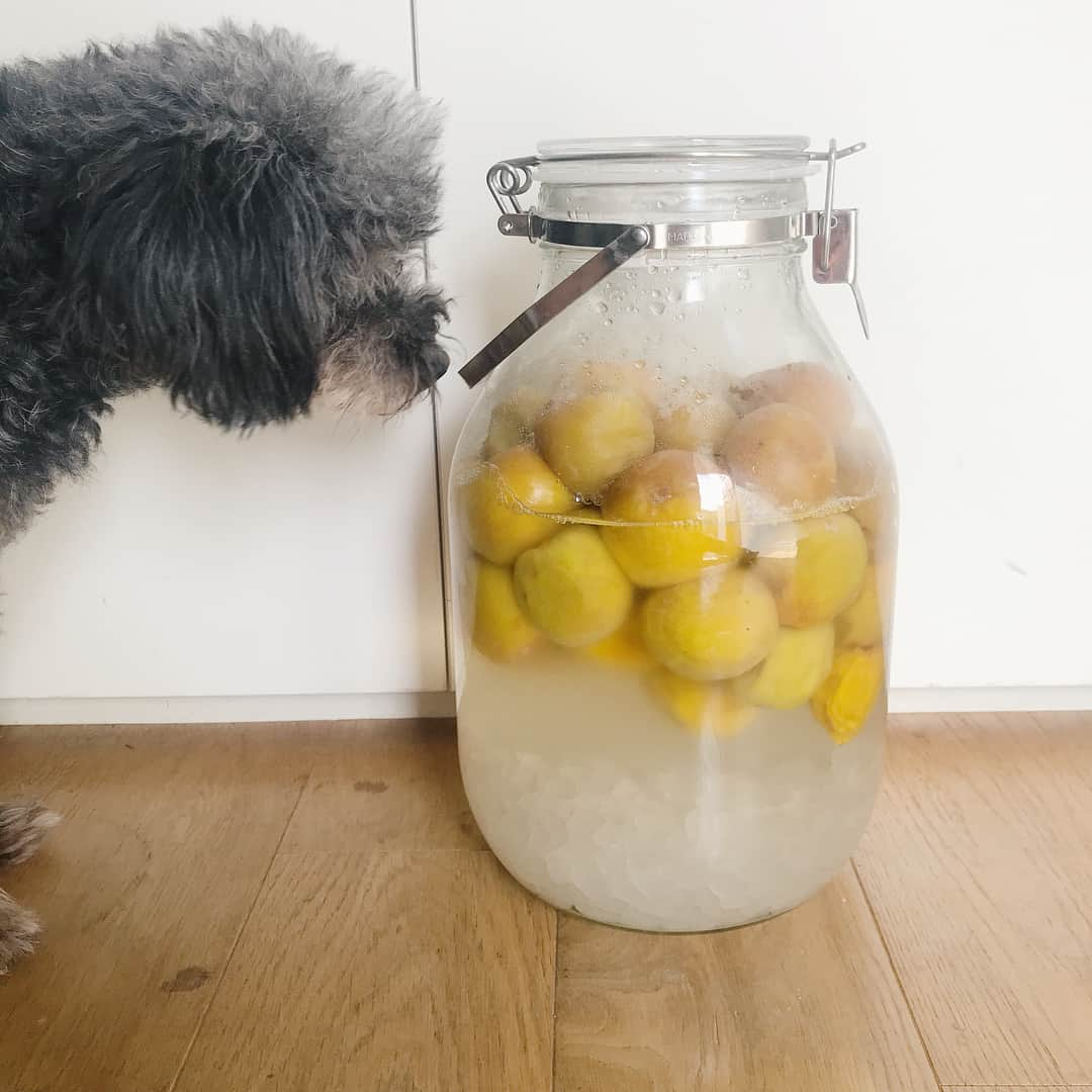 西山美希子さんのインスタグラム写真 - (西山美希子Instagram)「Plum juice almost ready #梅ジュース #梅シロップ #plumsyrup #homemade」7月12日 22時54分 - mariaclove