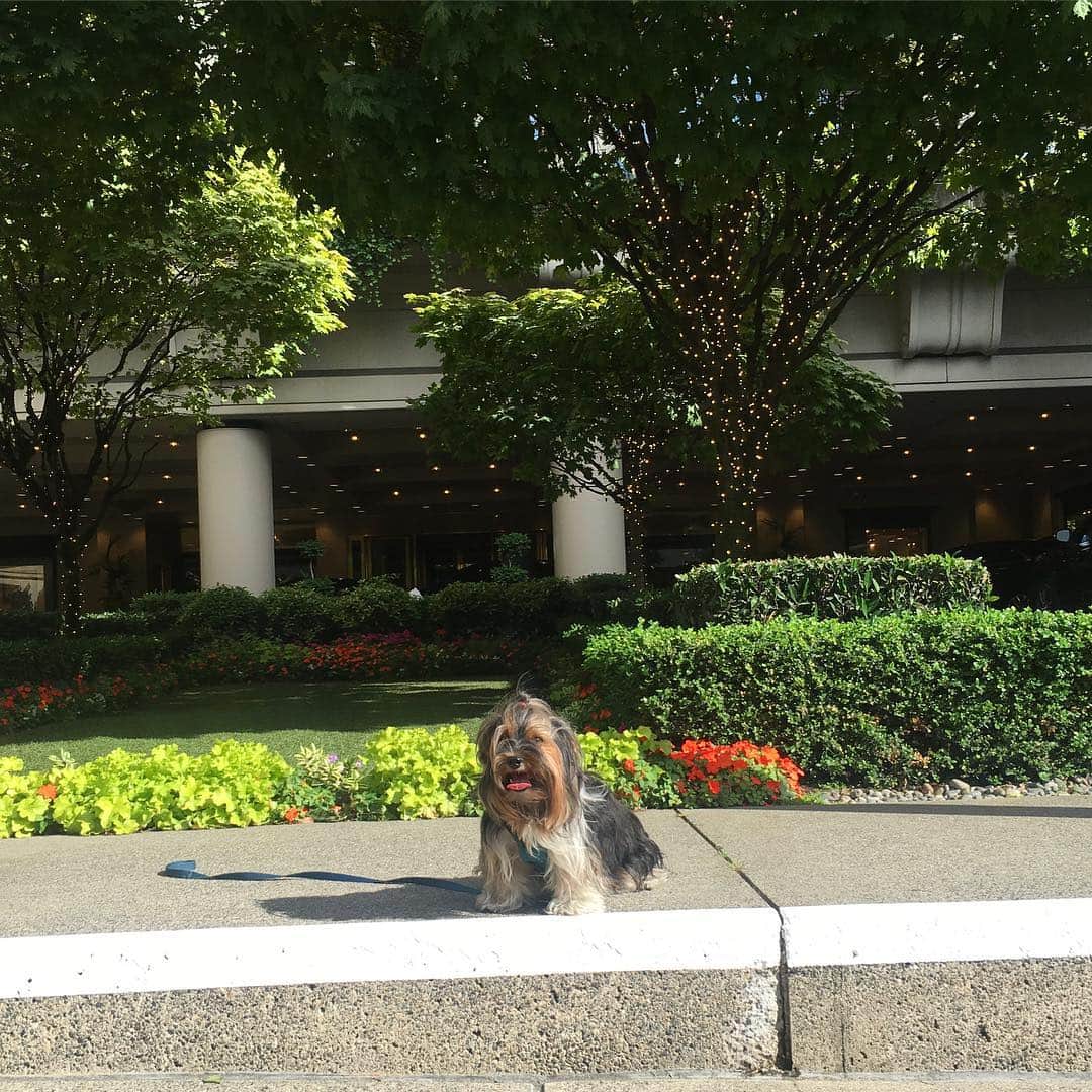 FattieButters®のインスタグラム：「It's one bright and sunshiny day. We are waiting on the weekend. You? ❤️☀️❤️☀️ #fairmont #fairmontseattle #sunshinyday #toobright #needglasses #treescape #cityview #cityvibes #smileitscontagious #happydog #happydogs #hometown #citydog #citydogs #summerinthecity #financialdistrict #pioneersquare #belltown #westedge #seattledowntown」
