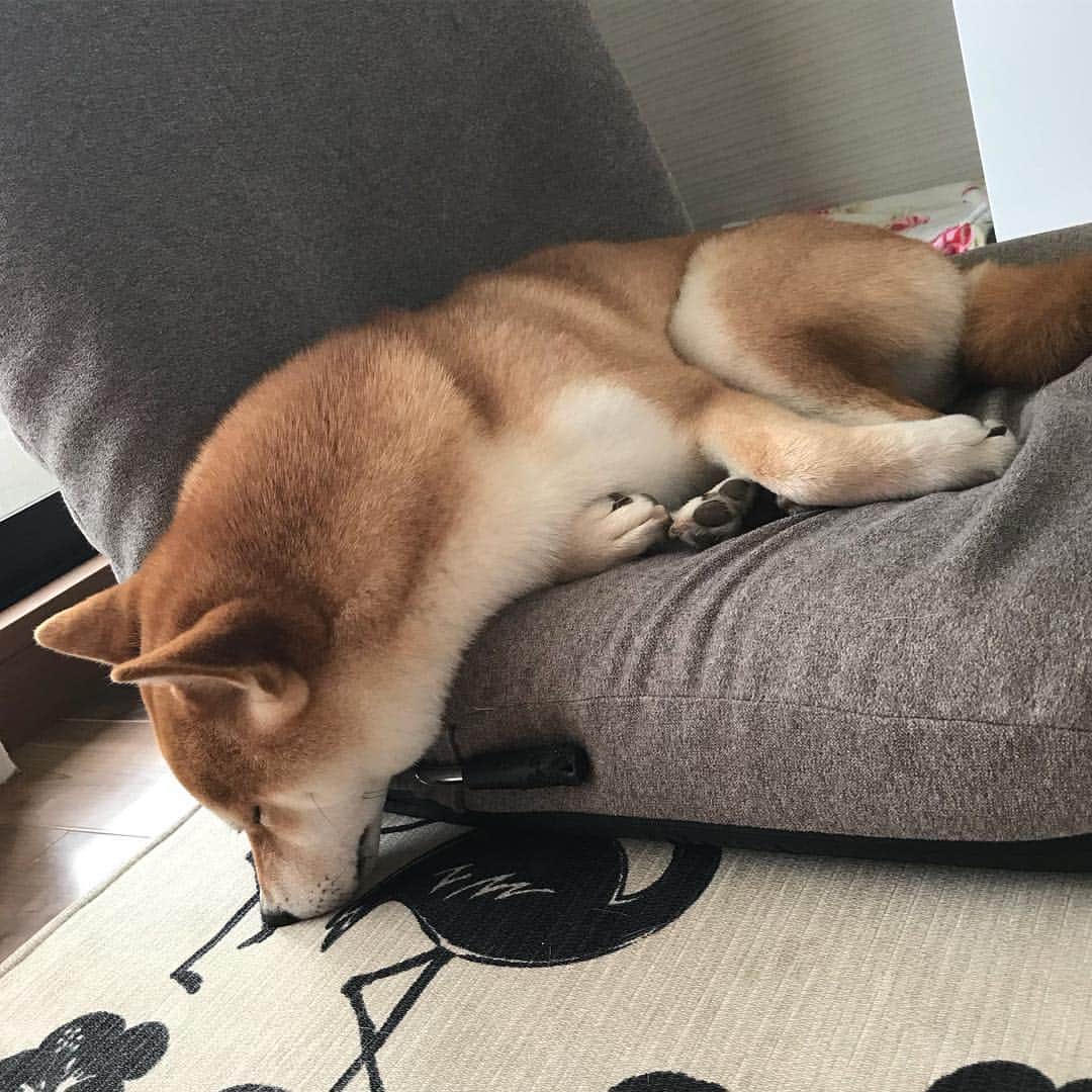 高橋みゆきのインスタグラム：「クラ吉〜🐶💕会いたいよ〜😭元気してるかな？心配で仕方ない💦 #クラ吉 #お兄ちゃんなったよ #もう少し待っててね」