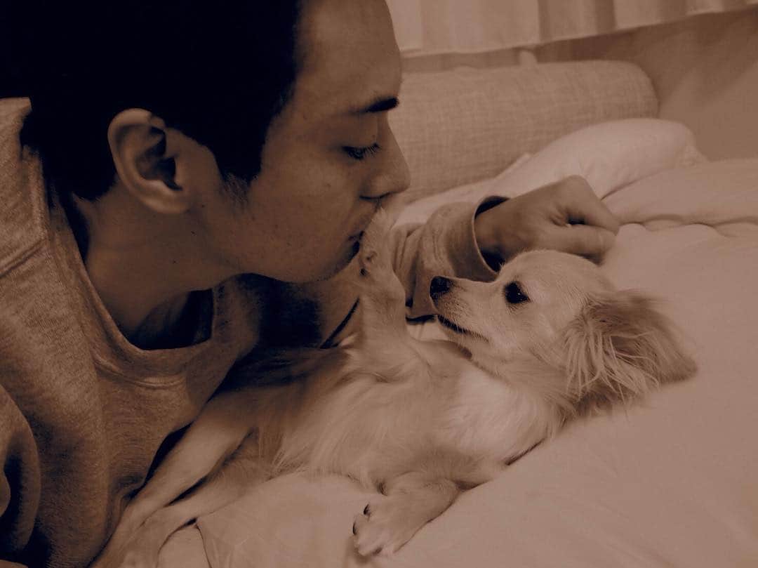 五代了平のインスタグラム：「ぴっぴ。 愛犬。  なんか拒否られました。  でもかわいい。  このやろう。  #チワックス #愛犬 #犬 #ぴっぴ #親バカ  #たまらん  #自分の犬が一番可愛い  #みんなそうでしょ  #俳優  #役者  #actor  #五代了平」