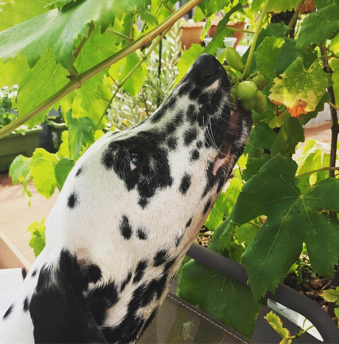 高岡早紀 さんのインスタグラム写真 - (高岡早紀 Instagram)「この子、フルーツ大好き。。 まだ酸っぱいのにね… #dalmatian」7月13日 15時03分 - saki_takaoka