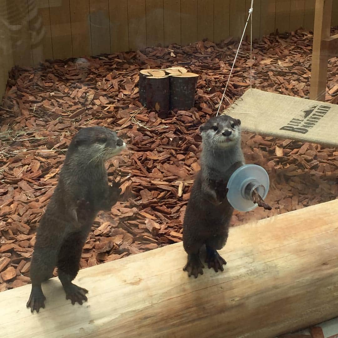 須黒清華のインスタグラム：「八景島シーパラダイス取材で、コツメカワウソちゃんと握手♡ も〜可愛すぎた〜😍😍😍 #八景島シーパラダイス #コツメカワウソと握手 #癒し」
