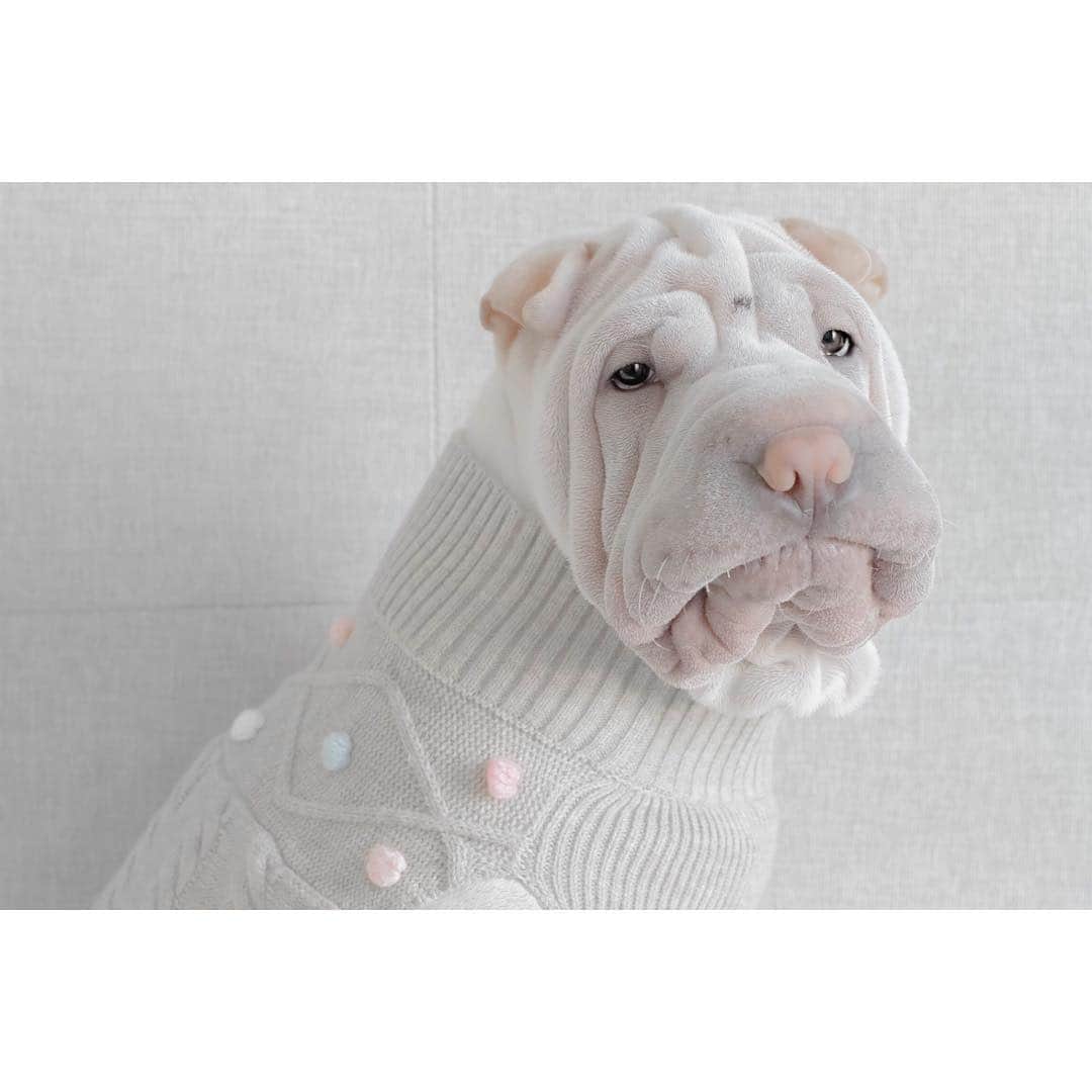 annie&pADdinGtoNさんのインスタグラム写真 - (annie&pADdinGtoNInstagram)「My sweater is made of baby marshmallows 🐑 #pastel #sweater #lambington #sharpei #sharpeisofinstagram #sharpeipuppy #marshmallow #dog #dogs #dogsofinstagram #puppy #puppylove #puppysofinstagram #weeklyfluff #instagood #dogsweater #love #grump #iloveyoutothemoonandback」7月14日 14時11分 - anniepaddington