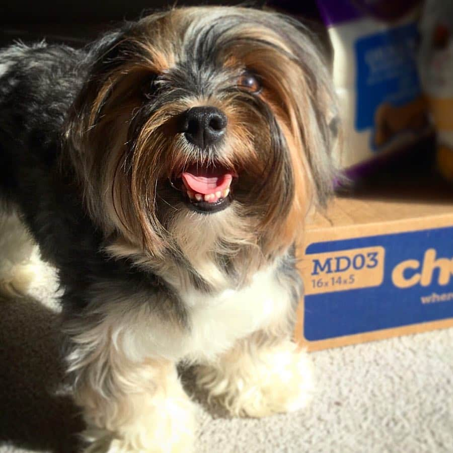 FattieButters®のインスタグラム：「Happy weekend everyone. Stay smiling and shine bright! #saturday #moodboard #vibes #littledog #doglife #doglove #silkyhair #freshair #cleanhair #fluffydog」