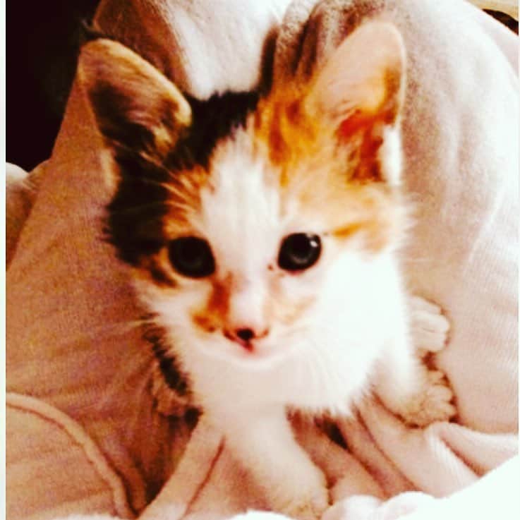 鹿島麻耶のインスタグラム：「漠然とそろそろ猫を探さないとな、と思っていたのですがパーティで一人だった私に声をかけて話し相手になってくれた人が突然「おとつい子猫拾った」と言った瞬間あ、飼うことになる。と思いました。話しを聞くと里親探していて、まだ受け渡し日ではないですが毎日送って貰った写真見てニヤニヤしてます」