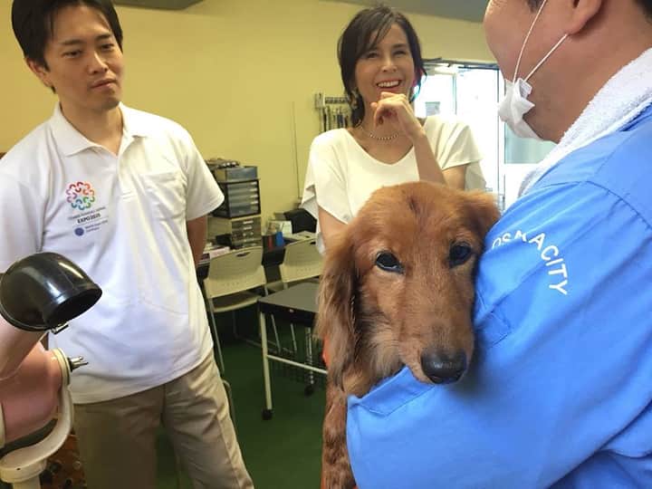 杉本彩さんのインスタグラム写真 - (杉本彩Instagram)「昨日は、大阪市住之江区にあるおおさかワンニャンセンター（大阪市動物管理センター）の視察に行ってまいりました🐕🐈 視察は昨年に続き2回目、今回は吉村洋文大阪市長と共にお伺いさせて頂きました。 おおさかワンニャンセンターでは、人に慣れていない動物も数ヶ月の時間をかけてお世話をし、譲渡につなげています。 そして特筆すべきところは、職員の方が、収容されている犬のトリミングを定期的に行っていて、犬たちがいつもきれいなこと。トリミングは皮膚を清潔に、そして見た目が良くなると同時に、全身を確認することで早期に体の異変に気付くことができ、またスキンシップを深めることができます。トリミングの技能は、職員の方が外部講師の研修を受講し日々訓練しています。 また譲渡前の不妊・去勢手術は必須です。 不妊・去勢手術をした際には、専用の機械を使い術後に歯石を取ります。歯石がたまっていると口臭にもつながりますし、歯周病にもなってしまいます。きれいな歯で譲渡していただくと里親になられた方も嬉しいですし、この美しい歯を維持してあげたい、という健康への意識が高まるのではないかとも思います。 センターには、昨年お邪魔した時は所長室だった部屋が「猫のふれあい室」に改築されていました😸 猫が譲渡されて家庭に入った時、人との暮らしに戸惑わないようリビングのような作りになっています。 センターの周囲のフェンスは、訪れる人に分かりやすく気軽に立ち寄ってもらえるよう今年度中に改修工事が予定され、内部犬舎も、現在の広い雑居スペースを細かく区切る工事が予定されています。 おおさかワンニャンセンターは、築50年以上の大変古い建物です。建物内は綺麗とは言い難いですが、常に動物目線で動物が少しでも快適にストレスなく居られるよう取り組まれていることが、時には手作りの様々な工夫から窺えます。そして何より、センター内の収容動物の姿と表情を見ているとよく分かります。 視察の最後に、吉村市長に獣医である職員の方が、獣医を増やして欲しい、そして臨床の研修に行く機会をいただきたいとお願いされていました。 獣医師の能力が向上すること、また臨床獣医師の人数を増やすことは、動物たちのケアと譲渡推進においてとても重要なこと。職員の方々の意識の高さと情熱に胸が打たれました。 酷暑の中、土曜日にも関わらず視察を受け入れてくださったセンター職員の皆さま、ありがとうございました。そして多忙なご公務の中、動物たちの問題に真摯に向き合い、理由なき殺処分ゼロを目指した、動物譲渡事業のさらなる向上のために、リーダーシップを発揮してくださる吉村市長に今後も益々期待しています。 大阪市の動物愛護事業を、ふるさと納税で支えて頂けましたら嬉しいです。 #おおさかわんにゃんセンター  #吉村洋文大阪市長  #吉村洋文 #大阪市 #保護犬  #保護猫 #公益財団法人動物環境福祉協会Eva」7月15日 10時31分 - sugimoto_aya0719