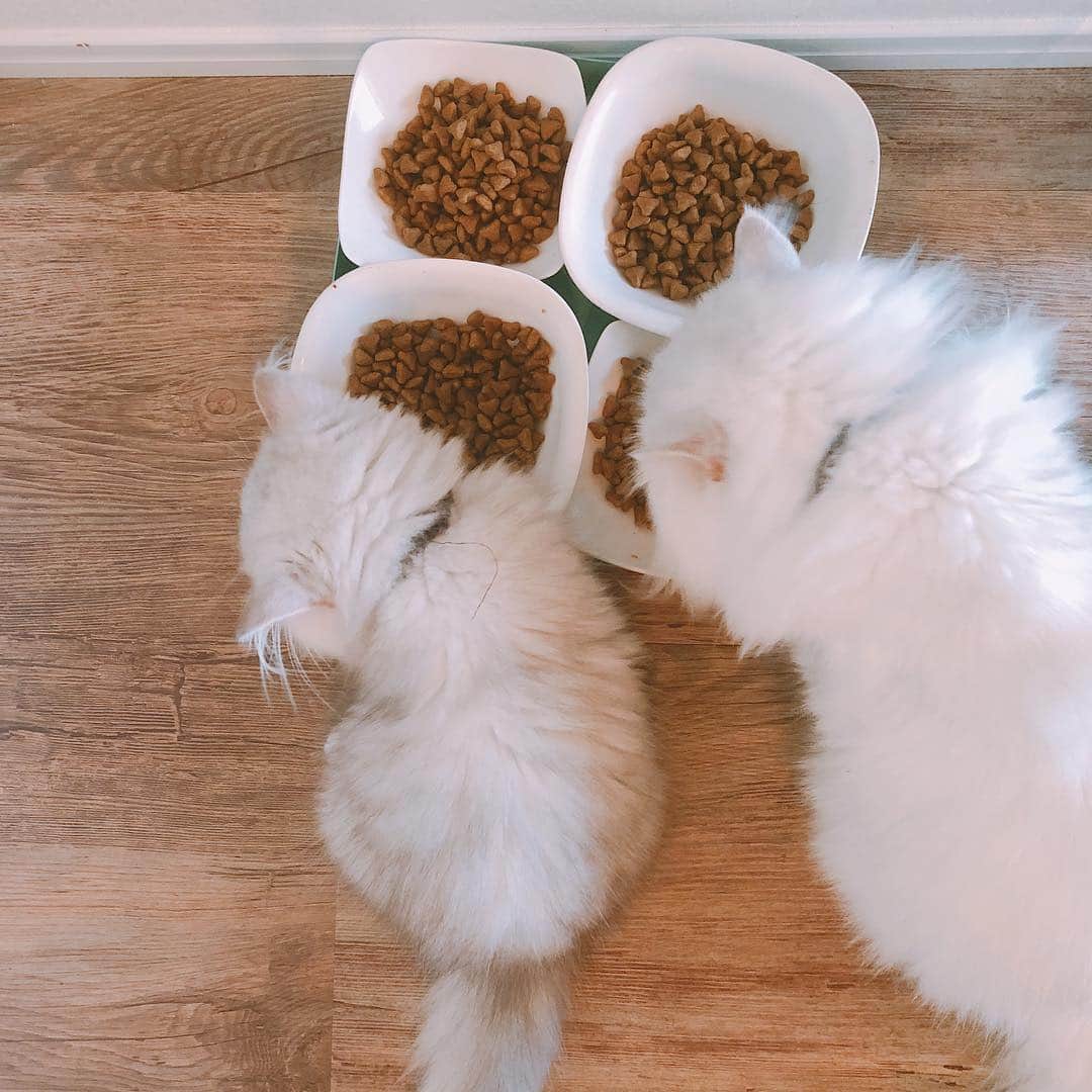 舟山ロワ君（くみっきー）さんのインスタグラム写真 - (舟山ロワ君（くみっきー）Instagram)「食べ方おんなし😹」7月15日 15時14分 - roi_amu_cat