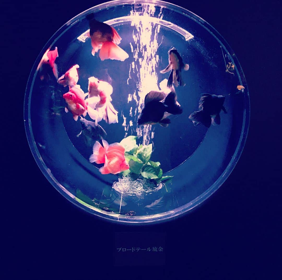森雄大さんのインスタグラム写真 - (森雄大Instagram)「夏の金魚はこんなにも綺麗でした。 雄平くん誕生日おめでとう。 状態いいっす！  #東京は暑いです」7月15日 16時22分 - yudaimori819