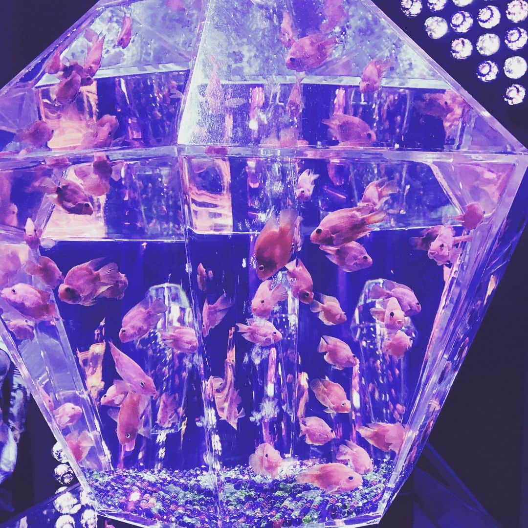 森雄大さんのインスタグラム写真 - (森雄大Instagram)「夏の金魚はこんなにも綺麗でした。 雄平くん誕生日おめでとう。 状態いいっす！  #東京は暑いです」7月15日 16時22分 - yudaimori819