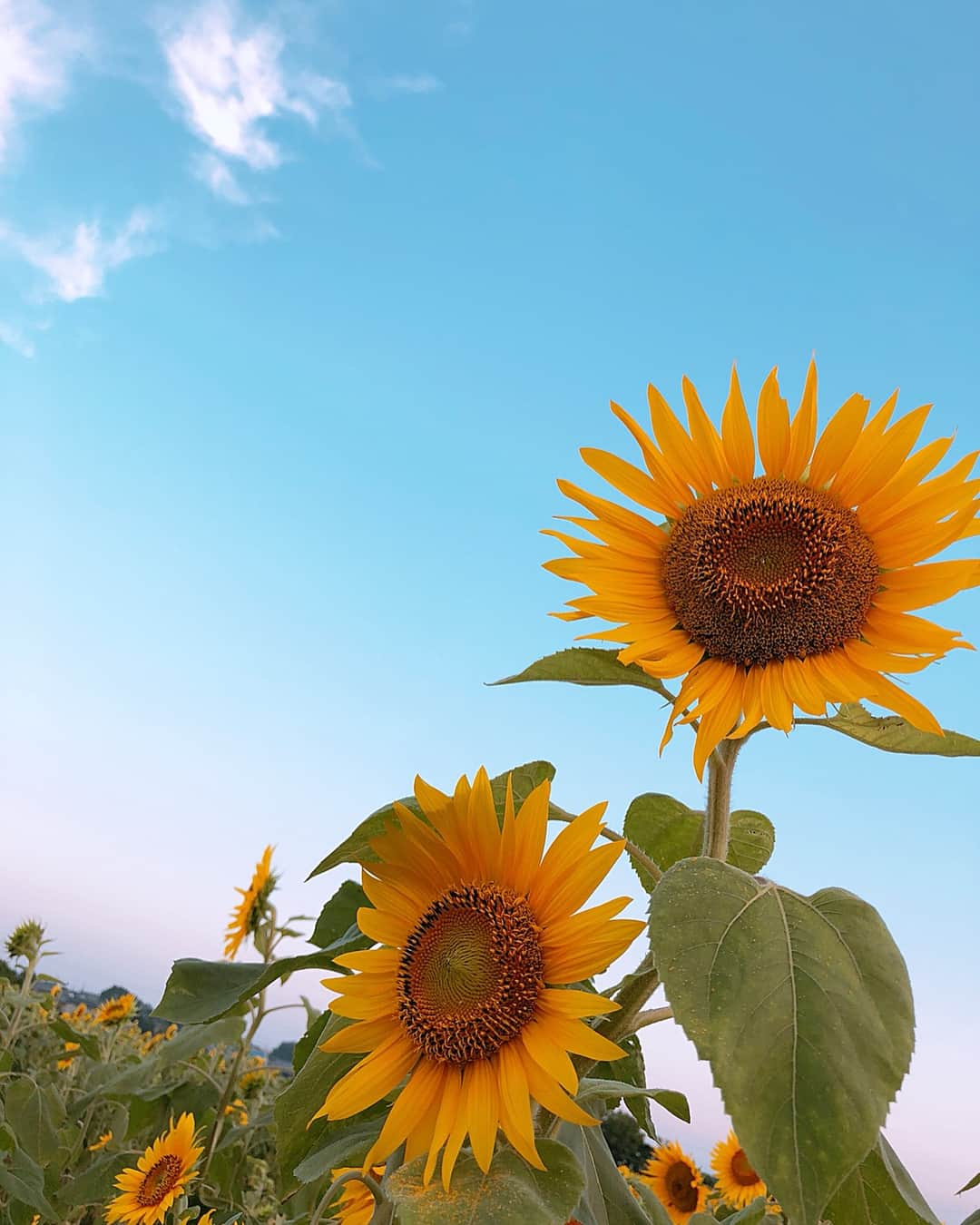 結乃かなりさんのインスタグラム写真 - (結乃かなりInstagram)「・ ・ 今日もとても暑かったですね💦 夕方のちょっとしたお出掛けで、夏を発見😊 ・ ・ 大きな向日葵🌻 太陽に向かって咲く姿に、パワーをもらいました😌✨ 明日も頑張ろう🙂 ・ ・ ・ #夏のはじまり #向日葵#夕焼け#summer#ぶんぶんぶん#蜂 が#飛ぶ #向日葵のパネルにハマってみた#色合いバッチリ」7月15日 22時17分 - kanariyuino