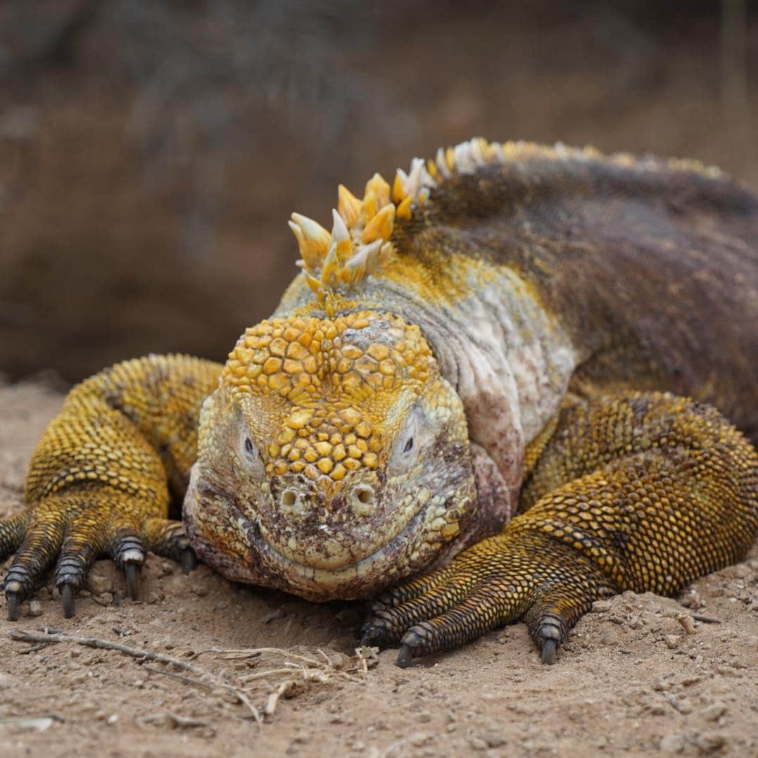久保田智子のインスタグラム：「#GalapagosLandIguana #portrait of #galapagos #dragonhill #ガラパゴス #リクイグアナ」