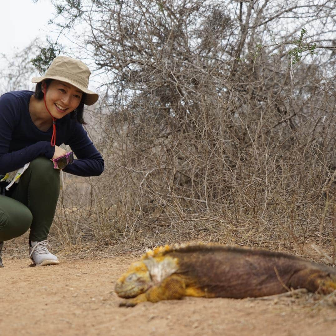 久保田智子さんのインスタグラム写真 - (久保田智子Instagram)「#GalapagosLandIguana #galapagos #dragonhill #ガラパゴス #リクイグアナ」7月16日 12時01分 - kubota_tomoko