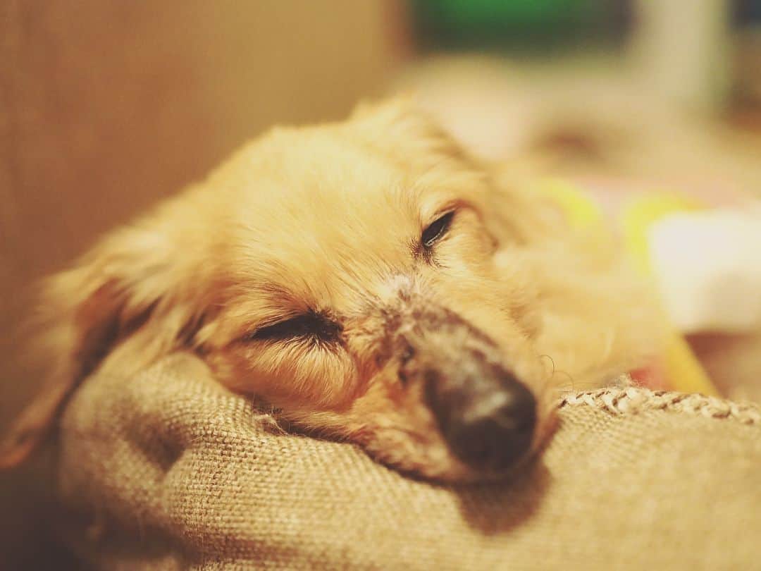 あ〜な（A-Na•̤ᴗ•̤）のインスタグラム：「Rai passed away peacefully today.  私の愛しい愛しいライライは、 今日7月16日 12時20分に、 私の腕の中で静かに息を引き取りました。  ライが私に与えてくれた17年5ヶ月。 最高に幸せな日々でした。  ごめんなさい、 本当はもっときちんとお話したいのですが、 どうにもこうにも涙が止められず、 今はこの報告で精一杯です。  明日の16時にお空に送ります。  良ければその時間、お空を見上げてもらえたら嬉しいです。  今までライのことを可愛がってくださいました皆さま、本当にありがとうございました。」