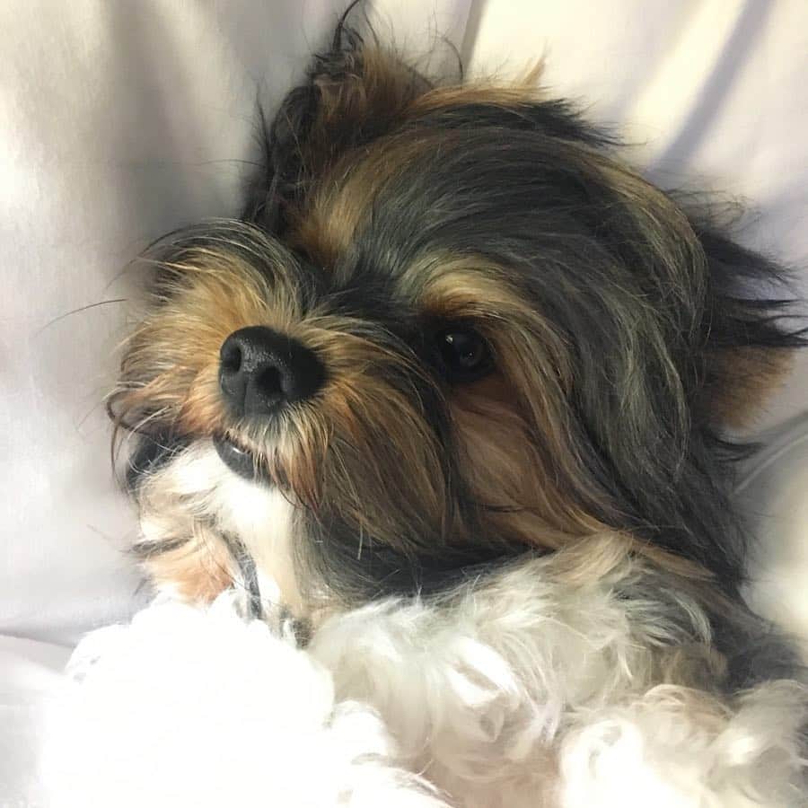 FattieButters®のインスタグラム：「Monday is a good day for me. #takingcareofme #takingcareofmyself #snooze #needsomerest #needsomesleep #dogood #dogstar #dogs🐶 #longhairedboy #dogdays #mondaymotivation #moodboard #moodygrams #moodyme」