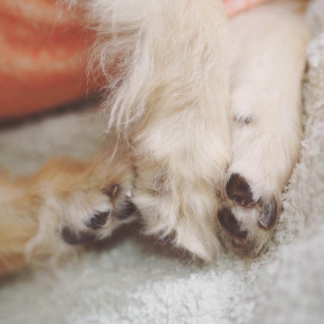 あ〜な（A-Na•̤ᴗ•̤）のインスタグラム：「We really appreciate your condolences.  ライに暖かなお言葉をありがとうございます。  最後に少しだけ弱い心を吐き出させてください。  ライの介護が始まってから、 いつもライがどこにいるのか、 寝てても息をしているのか、 確認するのが当たり前になっていて、 亡くなった今も同じように確認してしまう。  今はお腹は動いていないけど、 でもライは目の前にいてくれる。  手を握れるし、頭も身体も撫でてあげられる。  でもたった24時間後にはもうライを抱きしめることも撫でることもできない。  そう思うと気が狂いそうになる。 寝てないから、寝なきゃいけないのはわかってるんだけど、 寝て起きるのが怖い…。 ずっと息が苦しい。  ライを離したくない。」