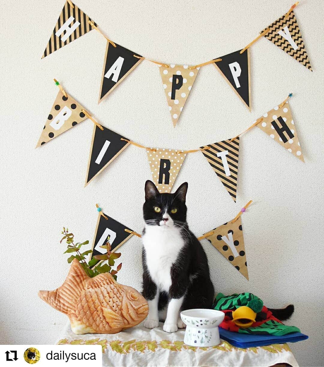 猫壱（ねこいち•ネコイチ）さんのインスタグラム写真 - (猫壱（ねこいち•ネコイチ）Instagram)「【みんなでお祝い🎂今月のバースデーにゃん】 お誕生日を迎えたスカちゃんをご紹介✨ たくさんお誕生日プレゼントもらってよかったね❤ ハッピーダイニングもたくさん使ってね😉 今年も元気に楽しい一年を過ごしてね！ おめでとうございました🎉 ▫ ▫ ::::::#猫壱 ::::::: #猫壱バースデー はみんなでお誕生日をお祝いする企画です❤ 知らないねこちゃんでも『おめでとう』と言ってあげてくださいね♪ ▫ ▫ Instagramに登場した商品はプロフィールのリンクよりご覧いただけます🎶 気になる方は @necoichicojp からチェックしてくださいね❤ ▫ ▫ #Repost @dailysuca thank-you❤❤❤❤❤」7月17日 17時11分 - necoichicojp