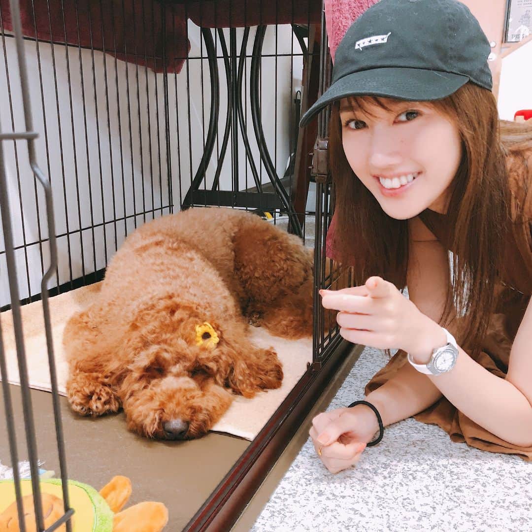 多岐川華子さんのインスタグラム写真 - (多岐川華子Instagram)「定期的にお世話になってる鍼治療院の看板犬🐕ヴィーちゃん💓 おねむの時間で、何してもカメラを見てくれなかったよ😴 プードル×ラブラドールのラブラドゥードルです✨ 夏だから頭にひまわりの飾り付けられてる🌻かわいい。またね、ヴィーちゃん☺️ #ラブラドゥードル #プードル #ラブラドール #mix #dog #dogstagram」7月17日 18時12分 - hanako__official