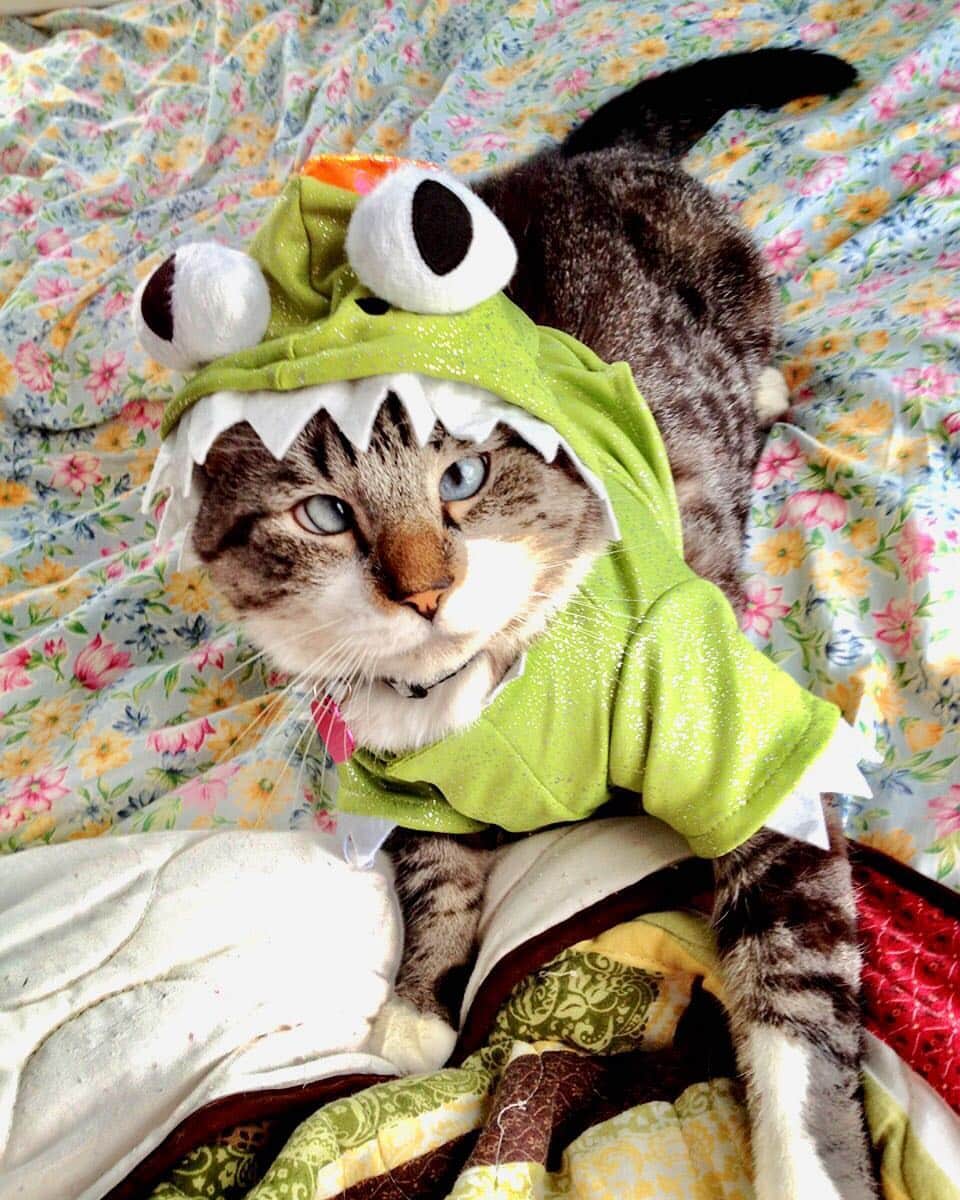 Spangles The Cross Eyed Kittyのインスタグラム：「My little froggy🐸♥️ #IMissYou」