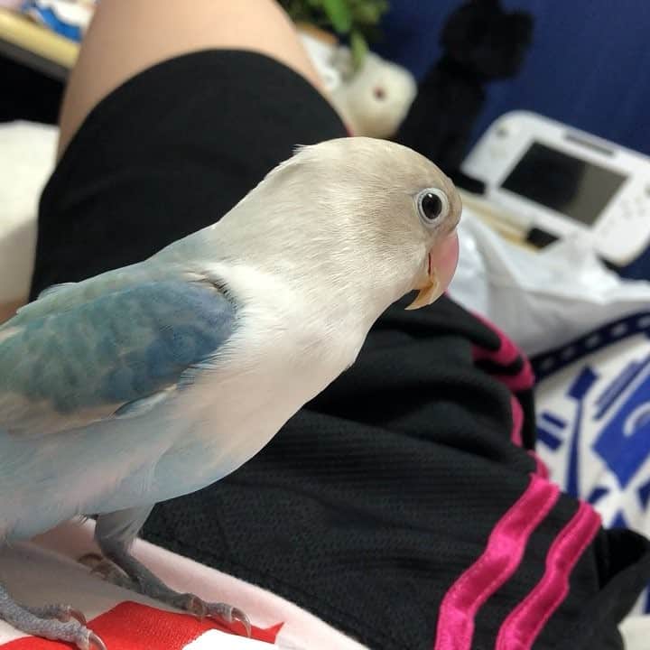 白珠イチゴのインスタグラム：「ソファでねっころがってたら、くるひと。  #ボタンインコ  #青い鳥 #インコ #中型インコ #ペット #PET #鳥 #小鳥 #ことり #とり #飼い鳥」