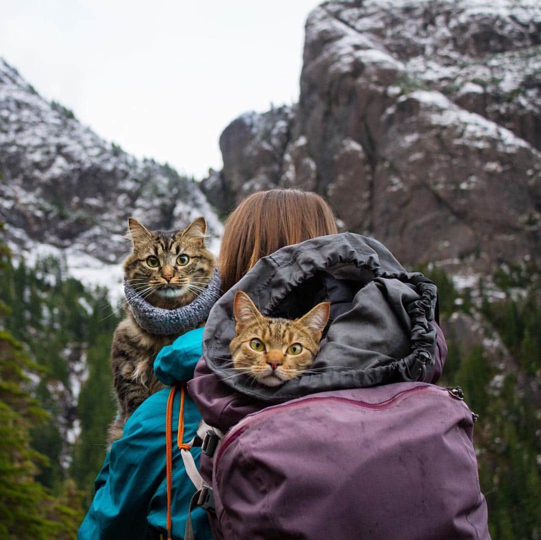 Bolt and Keelのインスタグラム：「Does your cat join you on summer adventures? Be inspired by intrepid travelers, Bolt and Keel. Link to their book in our profile. Plus, it’s on sale right now! (Amazon prime days anyone?) #ShamelessSelfPromotion」