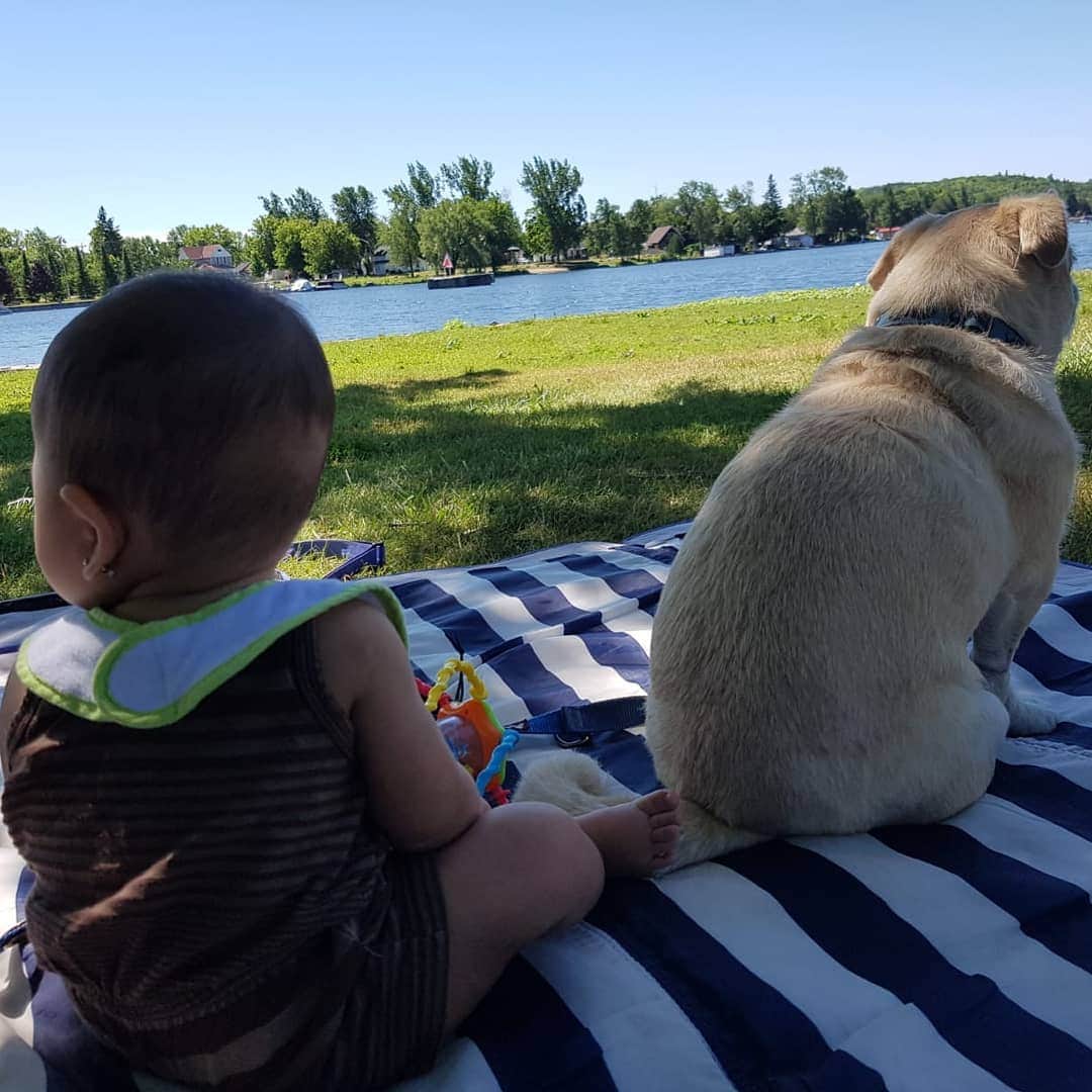 LuigiThePugTzuのインスタグラム：「Cottage Life🇨🇦. #dogsofinstagram #dogs #cute #pugsofinstagram #pugtzu #pugs #puppy #puglife #dailypug #pugzucrew #pugtzusofinstagram #pugtzus #woofpackbros #rescue #adoptdontshop #dogs #dog #dogsofinstagram #nofilter #flatnosedogsociety #beoncanadianpugs #cottage」