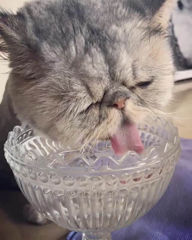 猫好き集合!! みんなのねこ部 [みんねこ] のインスタグラム：「水分補給中〜ペロペロ👅 嵐くん♂ * #repost @yo_.ko * #ペロペロ #👅 #スローモーション #あまり口に入ってない笑 #あご浸ってるよ😆 #暑いから水分補給欠かさずにね🌞 * #みんねこ」