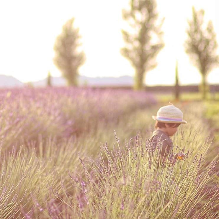 mama parfait(ママ パルフェ) さんのインスタグラム写真 - (mama parfait(ママ パルフェ) Instagram)「. 👶 today's photo by @m.r.317 . . 夕焼けとラベンダー畑が なんとも幻想的…💟」7月19日 0時36分 - mama_parfait