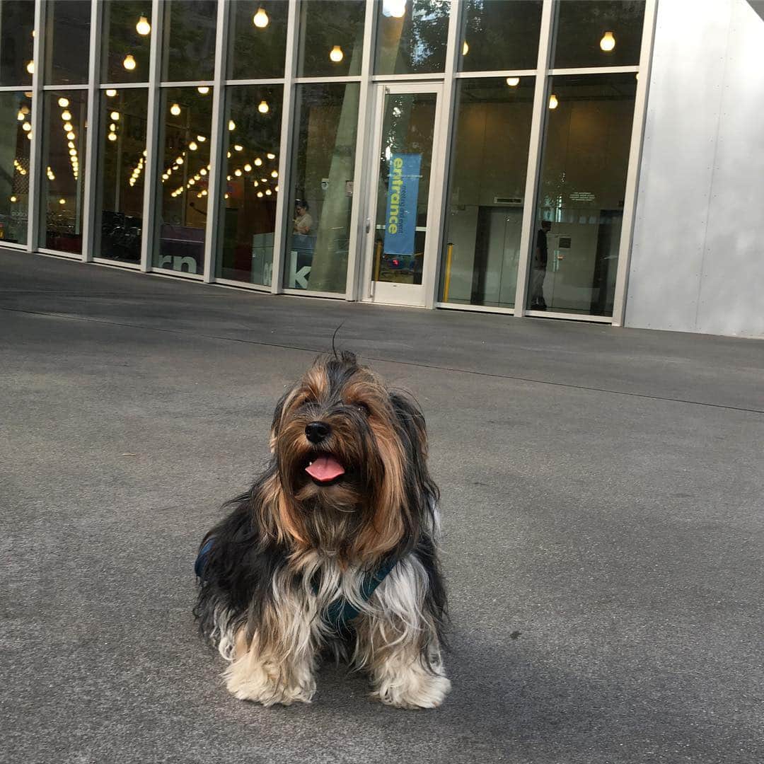 FattieButters®のインスタグラム：「Happy Wednesday! Sending hugs and smiles to all of you. ❤️🐾🐶#makeithappen #wednesdays #libraries #library #seattlelibrary #seattledowntown #lifestyle #bookstagram #booklife #booklove #dogs🐶 #dogdays #dogsmile #longhairedboy #longhairstyles #longhairdontcare #doglife」