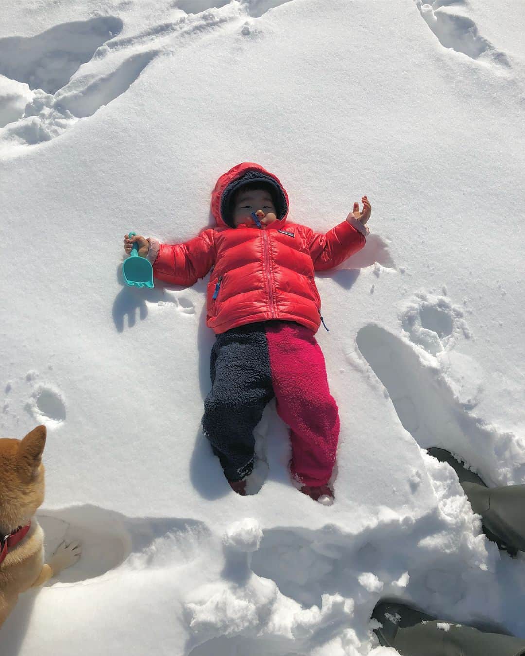 Moguさんのインスタグラム写真 - (MoguInstagram)「猛暑に対抗すべくみんなが雪載せてたから真似したなの。 ❶雪の上で倒れた子分なの。 My sister fell down on her back on the snow. I ran to her side. #左下には子分に駆け寄るもぐ ❷子分を心配したりはしないなの。 I had other thing to do than worry about her. 🐶Yeah. I got a rake. #イェーイくまでゲット〜 #コレずっと狙ってたんだよね〜 #そういうタイプの柴犬です ❸雪のおにぎりもらいましたなの。 I got snow rice balls from my sister. 👶どうぞ。 👶Here you are. #ッカァーーー雪たまらん #雪の日が最も元気な柴犬です #雪にみずからつっこみ埋もれるタイプです #やっぱり私かまくらに住みたいわ #このモデルルームいいわね #おいくらかしら #おにぎりはスルー . @the_shiba_mogu  #柴犬 #shibainu #shiba#赤柴 #redshiba#犬 #dog#わんダフォ#しばいぬ #犬と子供#子供と犬#柴犬と子供」7月19日 20時46分 - the_shiba_mogu