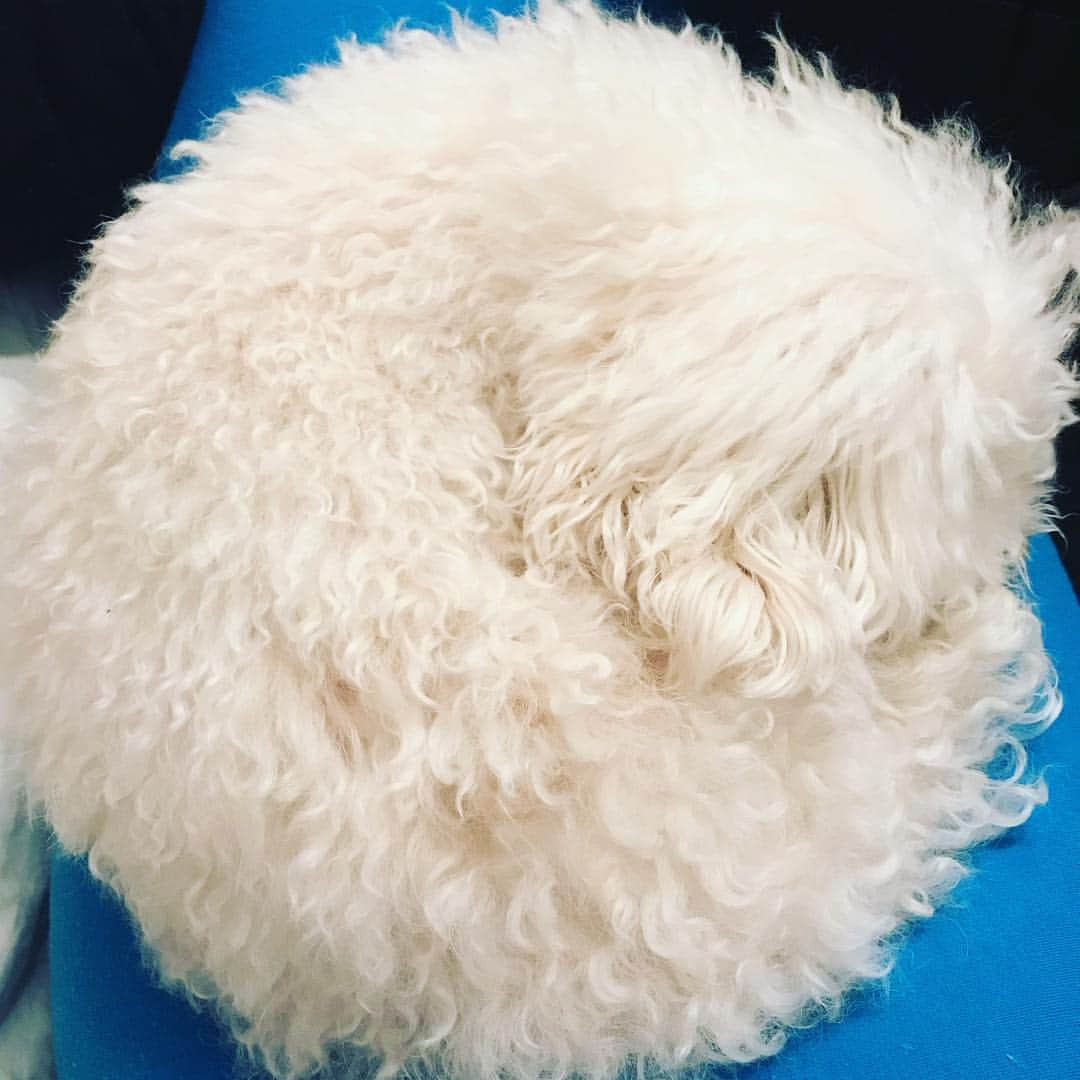 聡太郎さんのインスタグラム写真 - (聡太郎Instagram)「cotton candy🐶 おもちはクレヨンしんちゃんのシロのわたあめを習得したよ🐩  #dog #toypoodle #cottoncandy  #犬 #トイプードル #わたあめ #クレヨンしんちゃん #シロ #omochi #おもち」7月19日 23時47分 - sotarosotaro