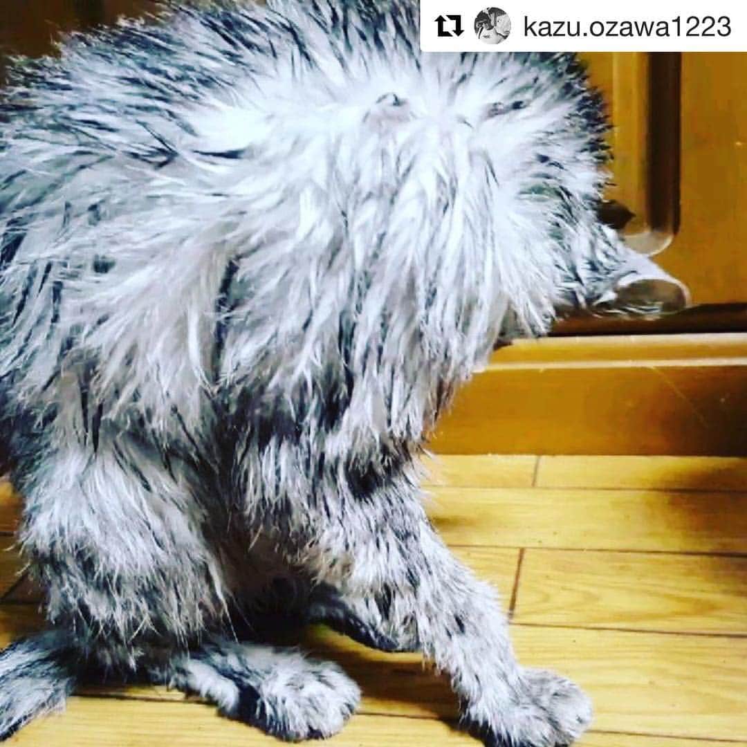 山口祥行さんのインスタグラム写真 - (山口祥行Instagram)「カズさんの猫見つかった‼️ 良かった良かった @kazu.ozawa1223」7月20日 0時30分 - yamariguez