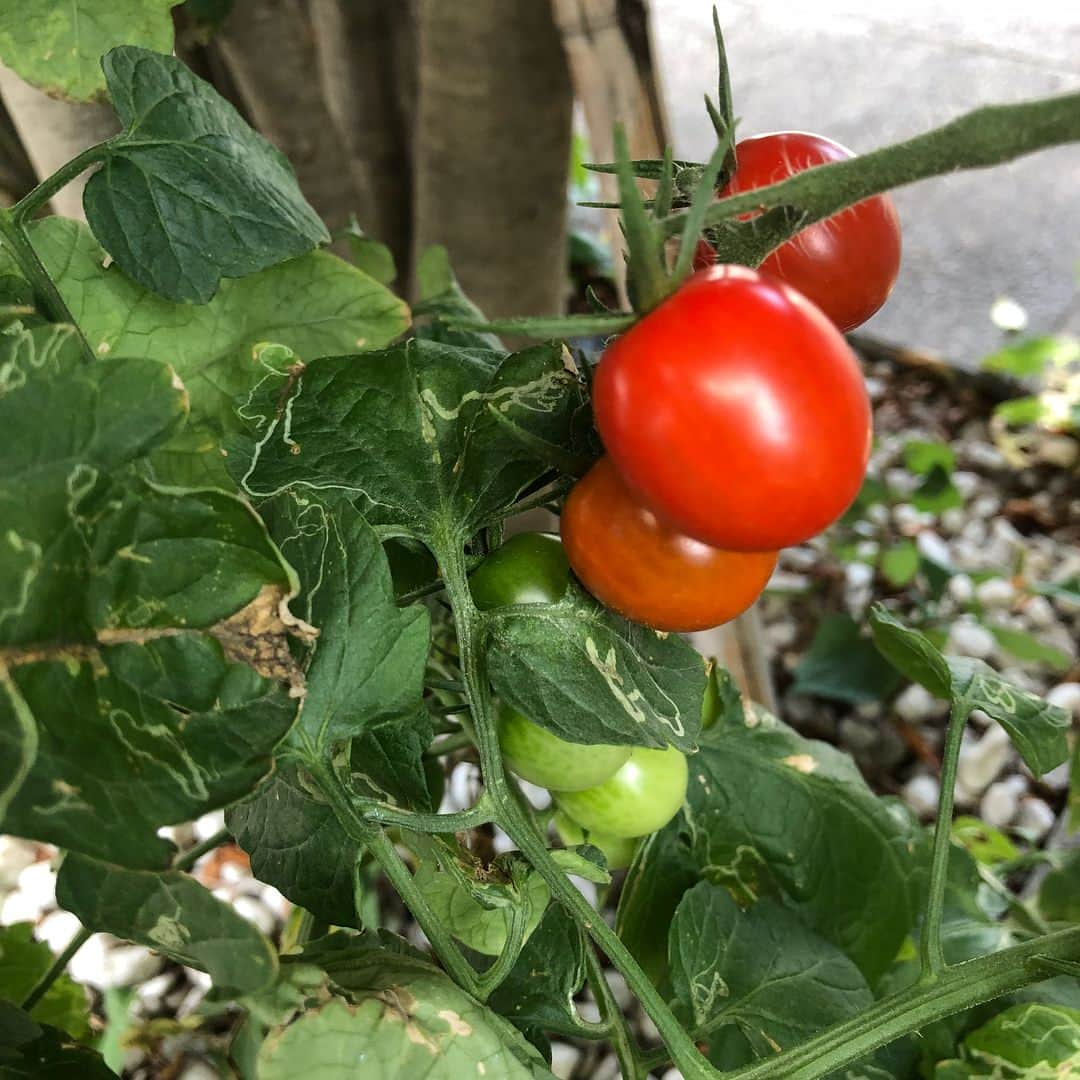 ギャル曽根さんのインスタグラム写真 - (ギャル曽根Instagram)「豊作。 沢山なった野菜達をちょこちょこ息子と収穫してます🙌🏻❤️ #茄子 #ピーマン #オクラ #トマト #焼きナス美味しかったなぁ。 #びっくりするくらい大きくなりました🧡❤️💜」7月20日 11時37分 - galsone_1204