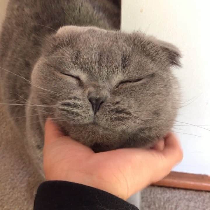 Baconのインスタグラム：「Happy Friday kids! 😸🌈🎉 #weekend #TGIF #Friday」