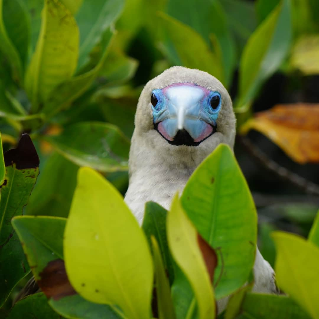 久保田智子さんのインスタグラム写真 - (久保田智子Instagram)「鳥が逃げません in #Galapagos #redfootedbooby #ガラパゴス #アカアシカツオドリ#booby #redfooted #galapagosislands #wildlife #naturephoto #exploregalapagos #ecuador #エクアドル」7月20日 22時28分 - kubota_tomoko