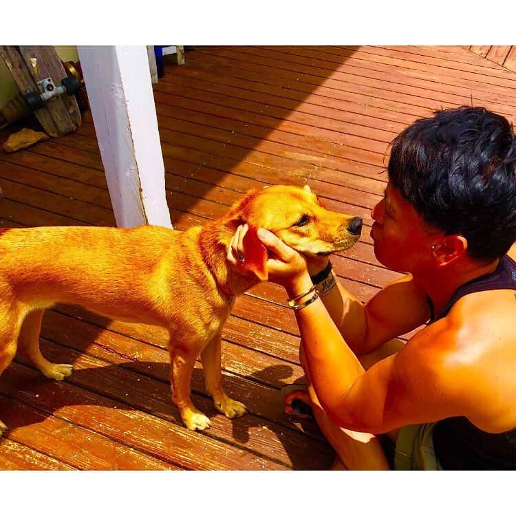 LANCEさんのインスタグラム写真 - (LANCEInstagram)「. ハイ可愛い。 . #前世犬 #来世犬 #今世だけ人 #すぐに戻る #待ってて  #待ってます #dog  #人に懐かないだ人に怯えてるだゆー犬とも15秒あれば親友になれる #onedraft  #俺たちのまとめ盤  #俺たちのまとめワン」7月21日 6時31分 - onedraft.lancetagram