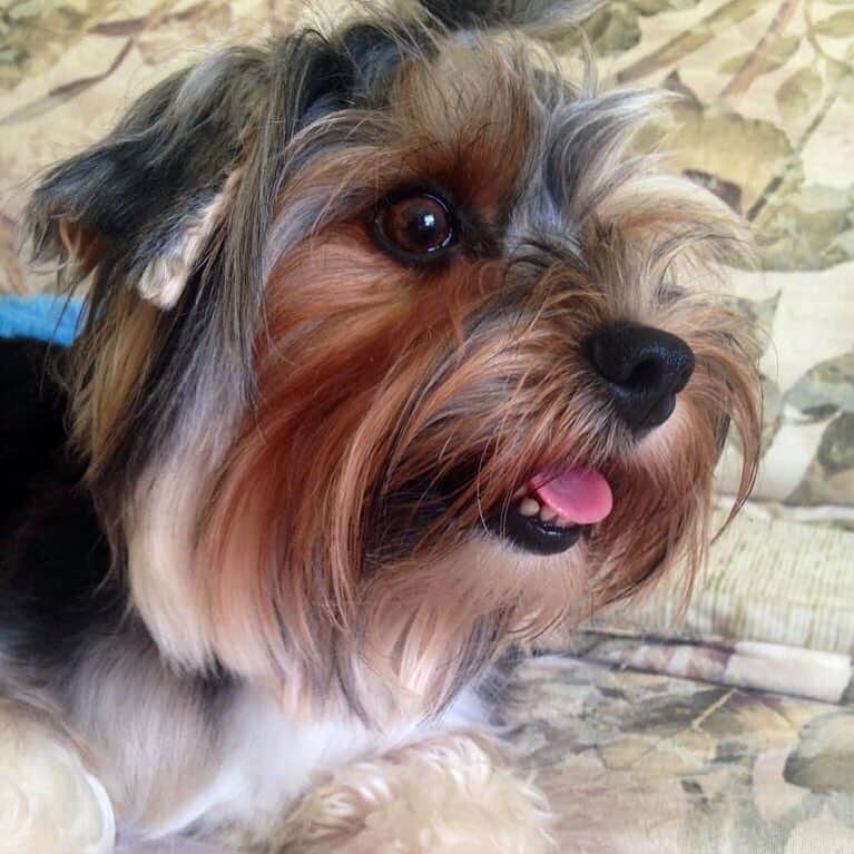 FattieButters®のインスタグラム：「Don't stand in the shade, this world may create, a better future is made, it is never too late. #littledogs #lovequotes #fridayvibes #fridayfeeling #igdaily #igfamily #dogood #dogstar #dogdays #dogstagram #dogsmile #doggies #doggie #instadog #instagood #dogportrait #smileyface #feelingood #feelinghappy #getready #doggielife #dogface」
