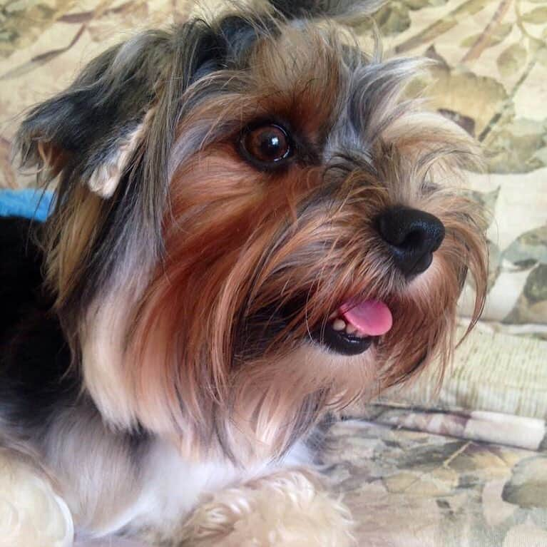 FattieButters®のインスタグラム