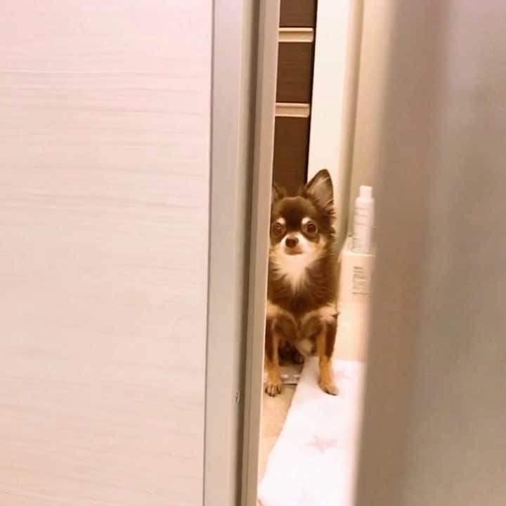 よきゅーんのインスタグラム：「ママの入浴中の警備隊🛁💕 #お風呂出待ち #毎日待ってる #たまに中まで入ってくる #でもお風呂嫌い #犬  #チワワ」