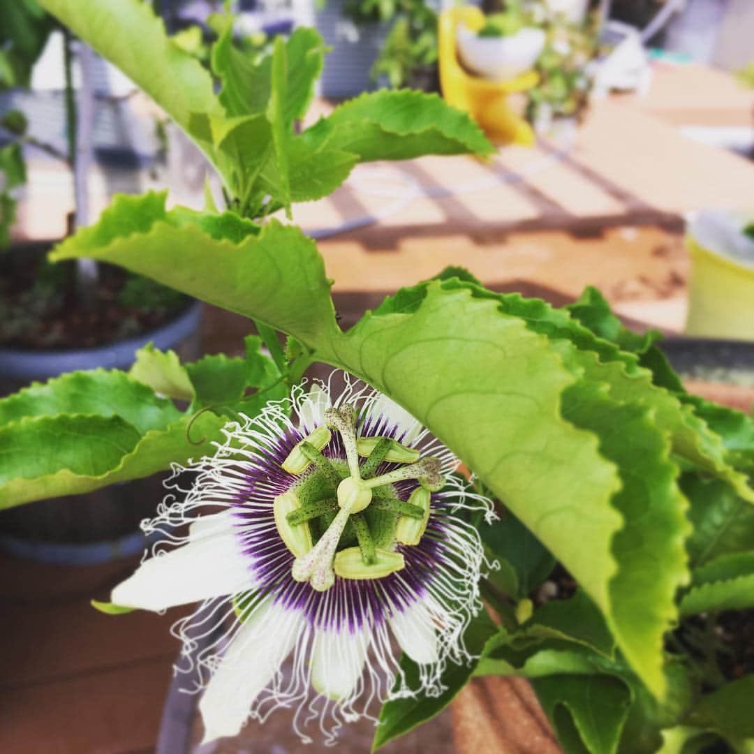 高岡早紀 さんのインスタグラム写真 - (高岡早紀 Instagram)「パッションフルーツの花が咲いたよ。 (トケイソウの花にソックリ！と、思ったら、食用トケイソウという名がついてた。) 実がなったらいいな〜」7月21日 13時21分 - saki_takaoka