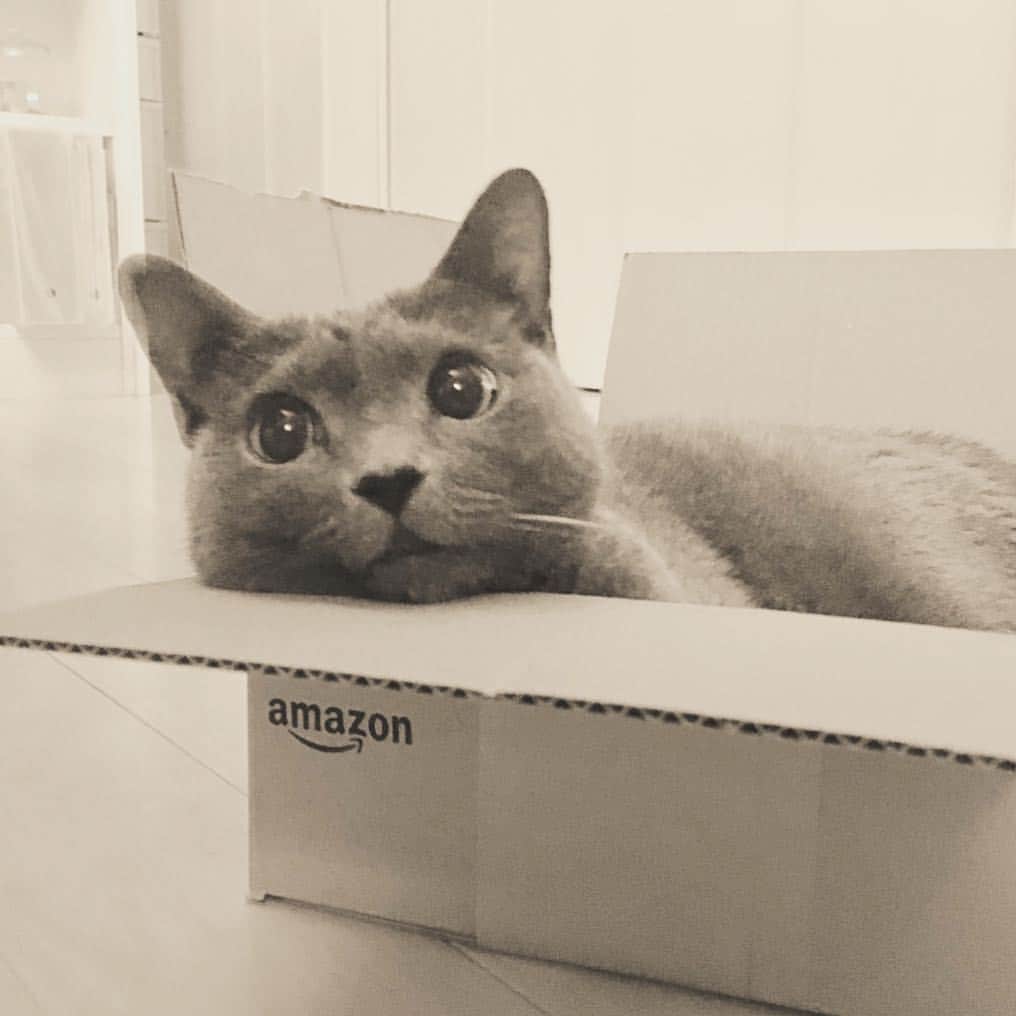 ミーちゃんのインスタグラム：「amazonの箱が好き😊 #cat #russianblue #neko #catsofinstagram #catstagram #猫 #ネコ #ねこ #ロシアンブルー#グレ猫倶楽部」