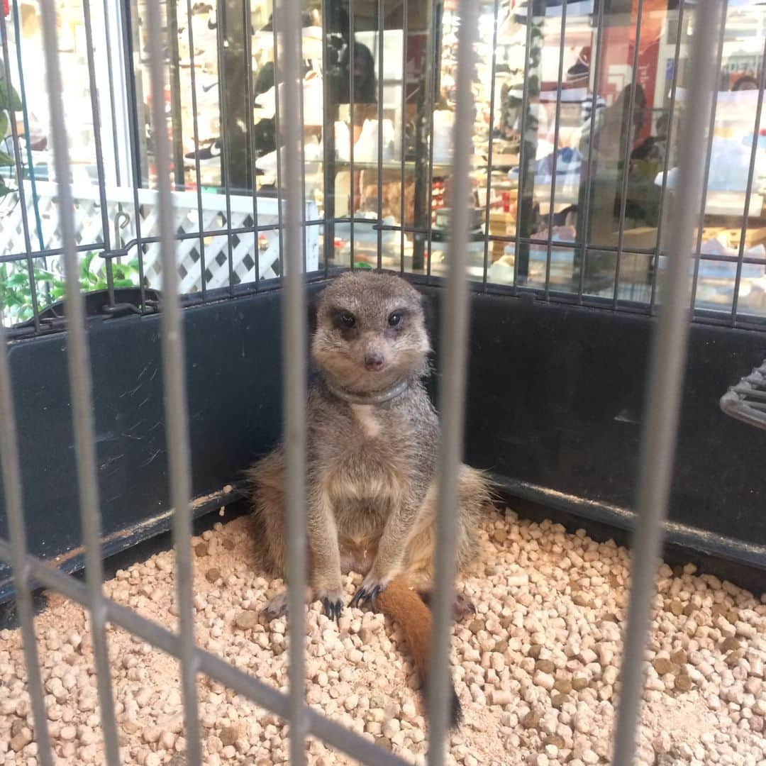 デックス東京ビーチ公式Instagramのインスタグラム：「【デックスでかわいい動物とふれあおう☆】 . 「移動動物園 みる　ふれる展」第2回は明日22日に開催します♪ .　 第1回目は大盛況でした！一部公開しちゃいますね！ . ・開催日：7月22日(日)、29日(日) ・時間：12:00~17:00 ・場所：3F　センターデッキ ・料金：無料 . #お台場 #デックス #japan #tokyo #odaiba #deckstokyobeach #decks #お買い物 #ショッピング #ショッピングモール #海 #ビーチ #お台場海浜公園 #海浜公園 #デックス東京ビーチ #動物ぽんぽん #動物ふれあい #動物好きな人と繋がりたい #動物とのふれあい #動物とふれあい #動物写真 #アニマル #動物たち #動物が好き #動物園デート #動物大好き #動物好き #動物園 #移動動物園 #動物」