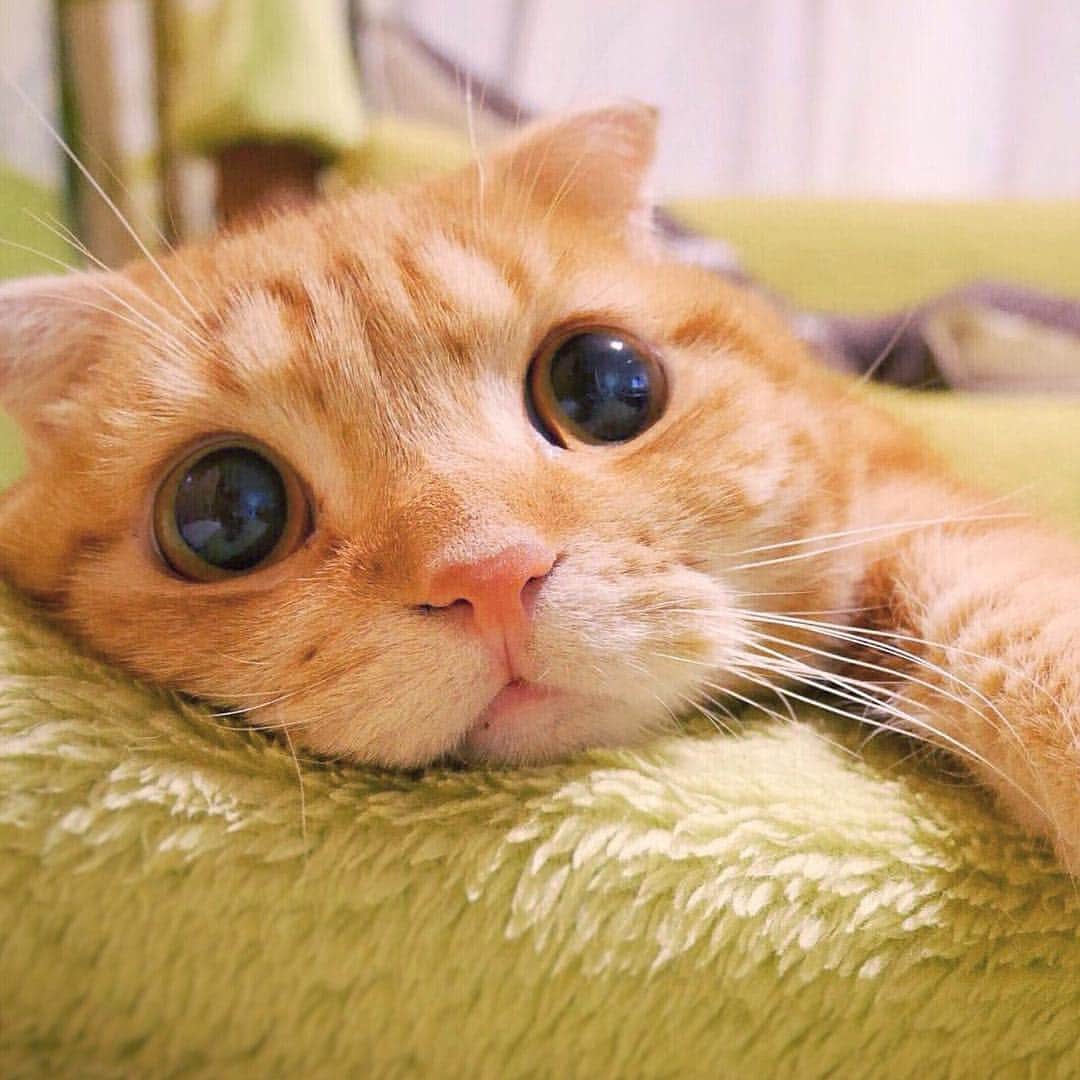 ashmiemuのインスタグラム：「It's so hot I'm melting... A brutal heat has been hitting Japan(36℃/97℉)🌞🙀 How about there? . . あちい… みんな本当に気をつけてね☀️」