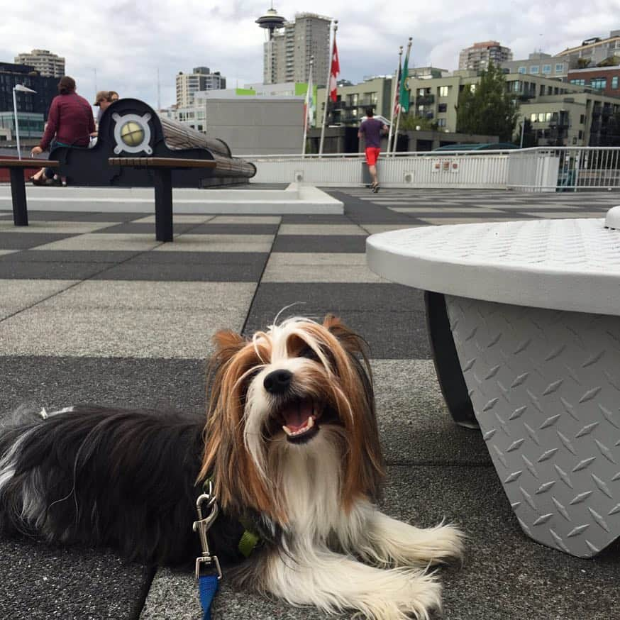 FattieButters®のインスタグラム：「Happy weekend everyone! #weekend #weekendvibes #portofseattle #bellstreet #pier #dogs #seattledowntown #seattleparks #seattlepride #smileyface #happydogs #happydog #greysky #lovinglife #iloveit #clouds #bekind #belove #dogstar #dogstagram #dogsatplay #dogslife #instadog #instagood」