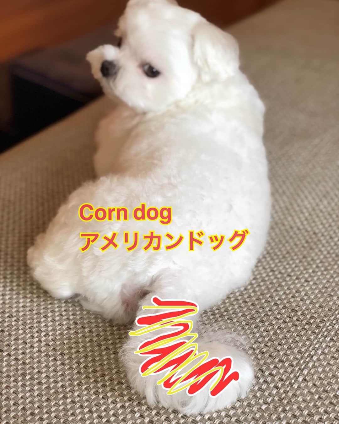 マルチーズ兄妹♡おかゆとおもちのインスタグラム
