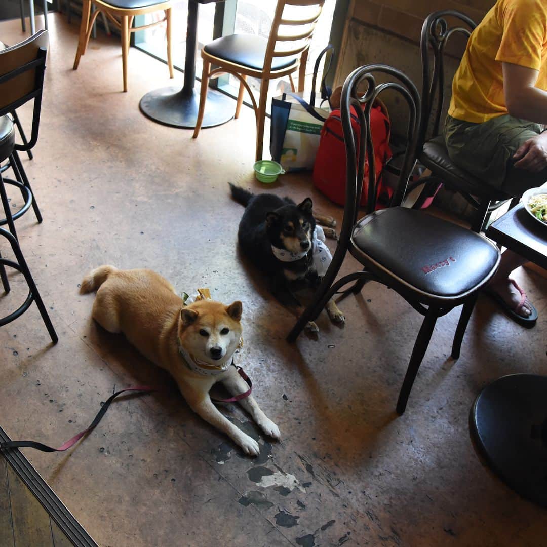 がんちゃんさんのインスタグラム写真 - (がんちゃんInstagram)「先日のお休みにお出かけしてきました。  神戸の六甲アイランドにある「マクシーズ」さん🍽 ブュッフェスタイルのランチはどれもとっても美味しかったです😋 ドッグカフェではなく、犬連れさんも入っていいですよ〜ってスタイルの優しいお店でした😊👍」7月22日 12時50分 - kota2ann
