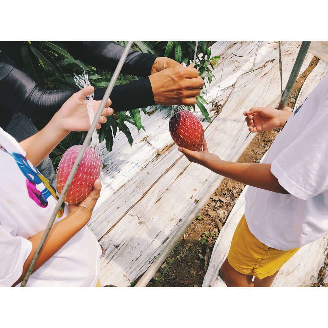 紗栄子さんのインスタグラム写真 - (紗栄子Instagram)「果樹農家の松川さんのところに遊びに行かせてもらいました👬✨🍇🍋🥒 #マイメン#夏休み#南島原#minamishimabara #果樹農家#松川さん#マンゴー」7月22日 19時51分 - saekoofficial
