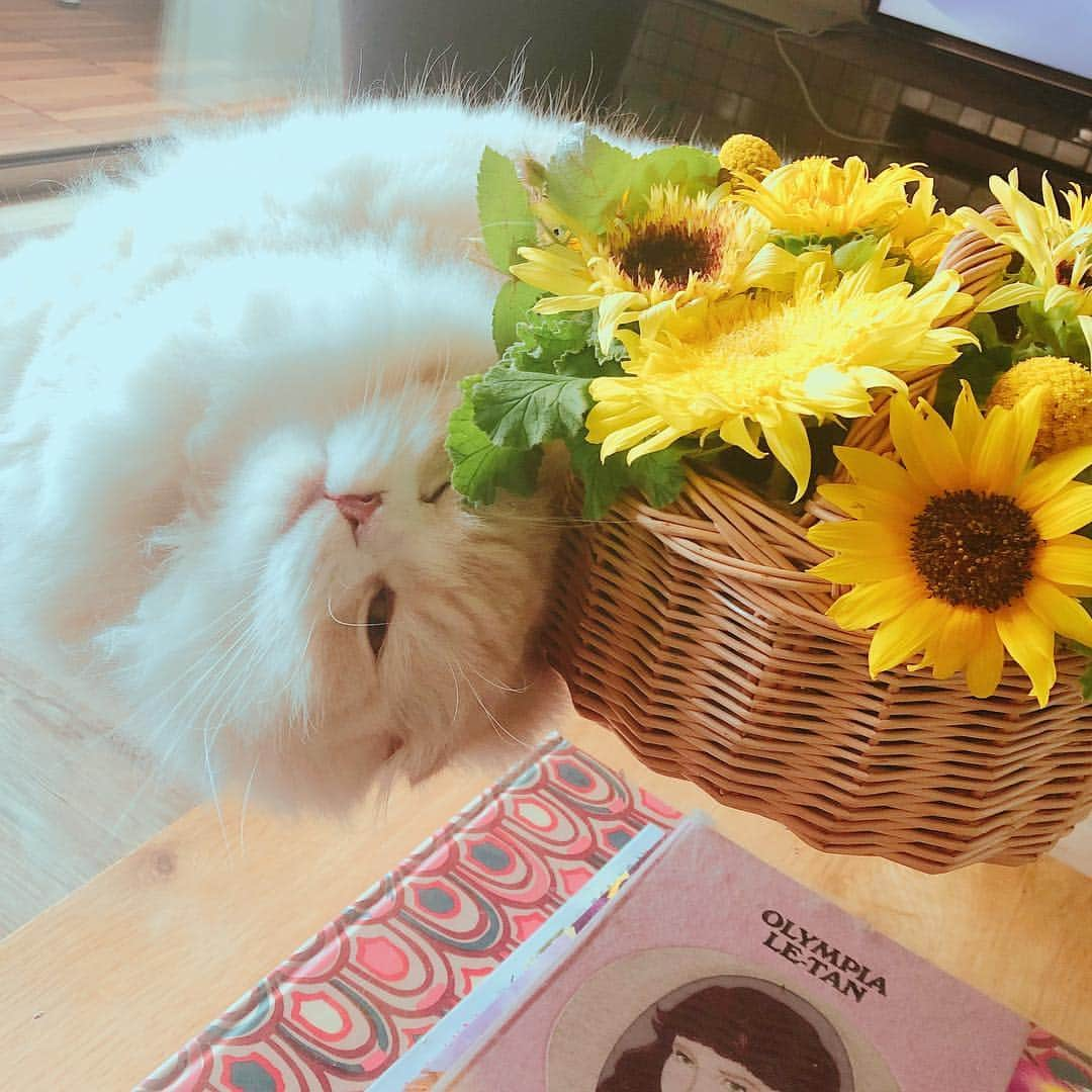 舟山ロワ君（くみっきー）のインスタグラム：「夏ですにゃあ〜😽🌻」